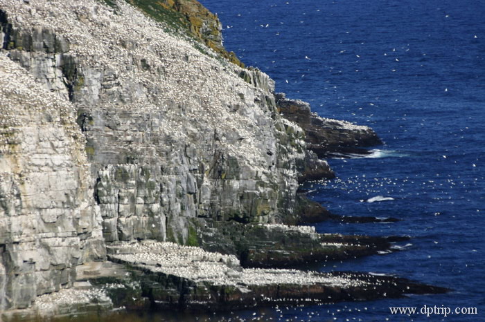 11_Cape St. Mary's003 沿着悬崖顶上的Trail,绕过Bird Rock Cove, 一直到达海鸟最密集的Bird Rock. 海鸟咕咕声此起彼伏.